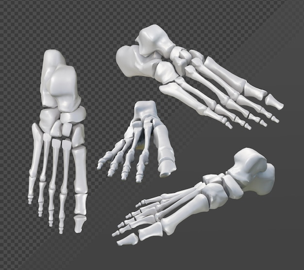 PSD rendering 3d della vista prospettica delle ossa del piede umano