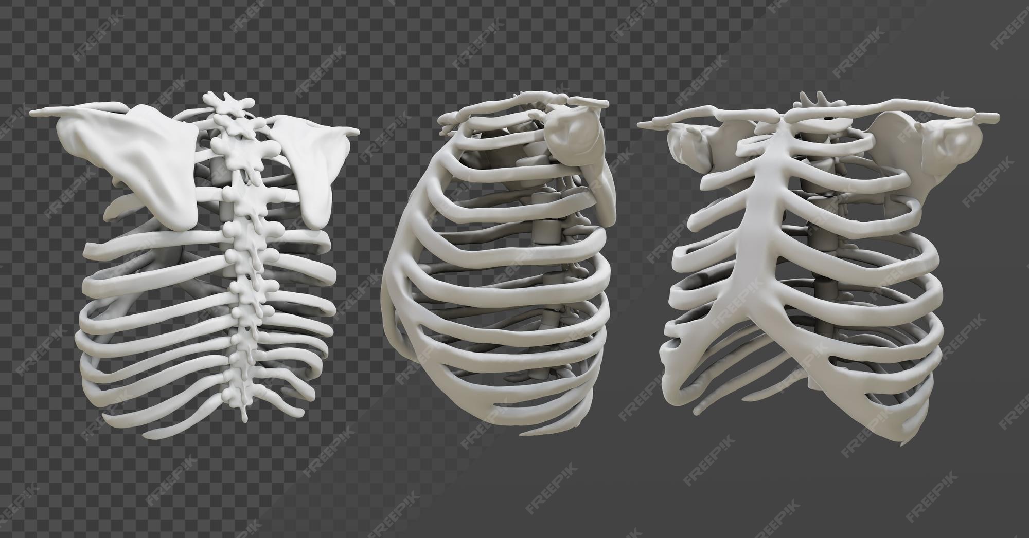 Premium PSD | 3d rendering human rib cage skeleton organ perspective view