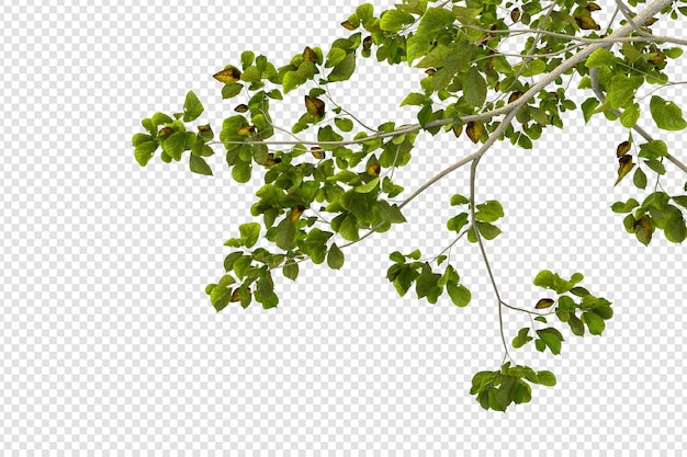 PSD 3d rendering of hydrangea tree