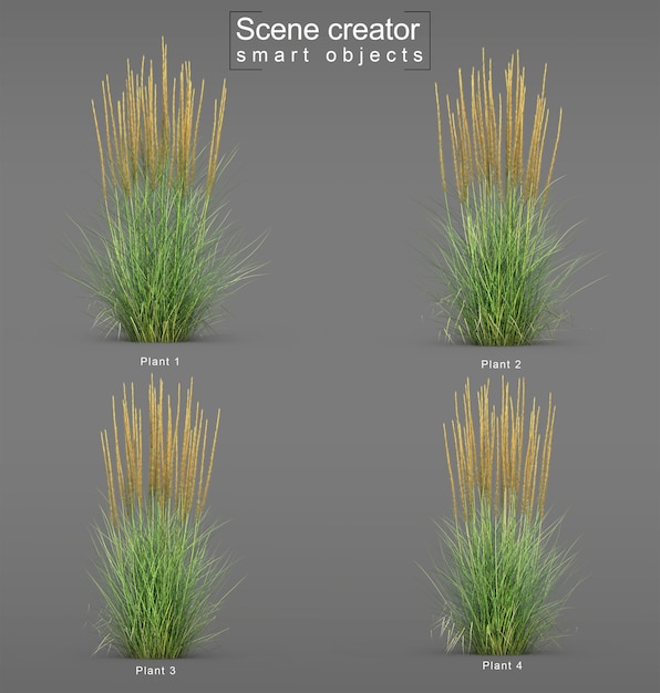 PSD 3d rendering of karl foerster feather reed grass