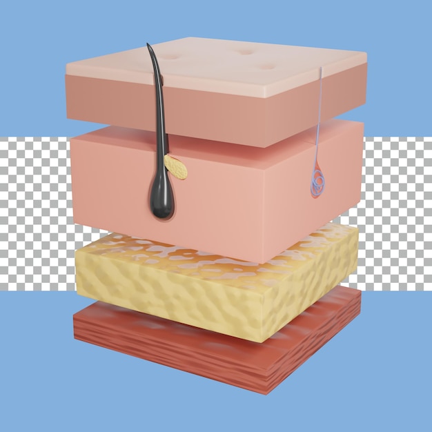 PSD 3d rendering layers skin for medical or cosmetics transparent