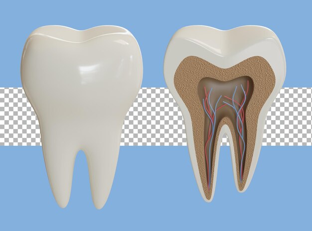 3d rendering layers teeth transparent