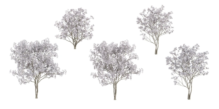 PSD 3d rendering of magnolia stellata trees on transparent background