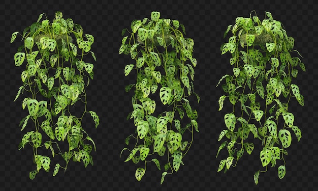 3d rendering of Monstera Adansonii hanging  isolated collection