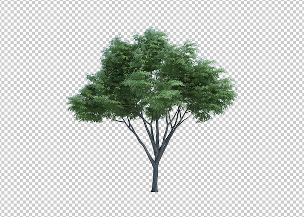 Rendering 3d natura oggetto albero isolato