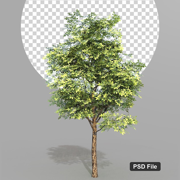 Rendering 3d natura oggetto albero isolato