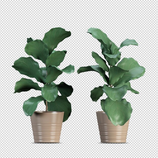 3d rendering nature object tree isolated