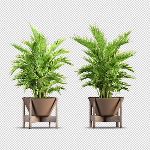 PSD 3d rendering nature object tree isolated