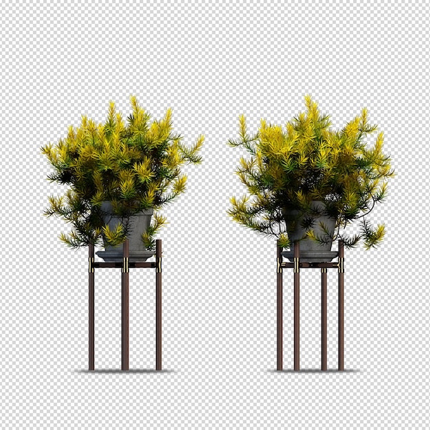 3d rendering nature object tree isolated