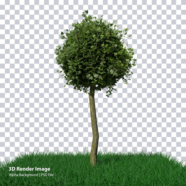 3d rendering nature object tree isolated