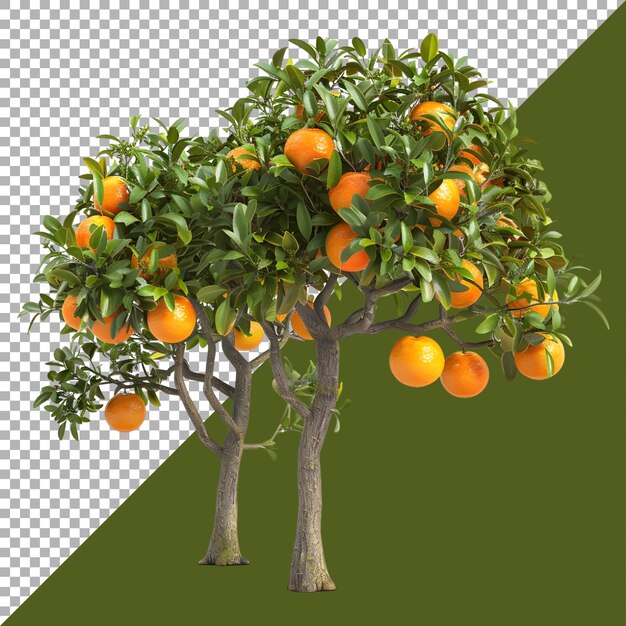 3d rendering of a orange fruit tree on transparent background ai generated