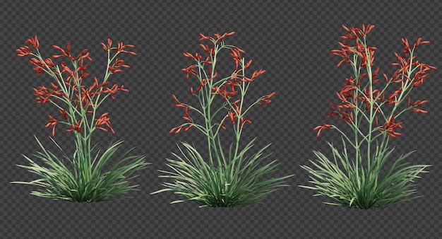 Anigozanthos '루비 벨벳'캥거루 발의 3d 렌더링