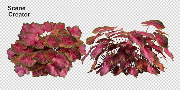 3d rendering of beautiful trees in various angles isolated
