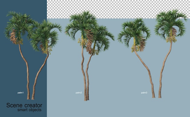 3D rendering of beautiful trees in various angles isolated