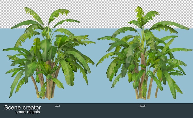 고립 된 다양 한 각도에서 아름 다운 나무의 3d 렌더링