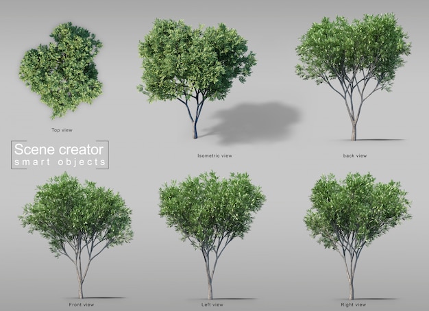 3d rendering of carrotwood trees