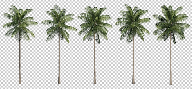 PSD 3d-рендеринг кокосовых пальм