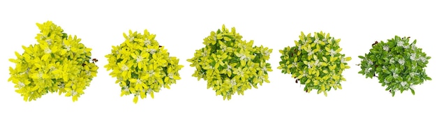 3d rendering of Goldfingers trees on transparent background from top view