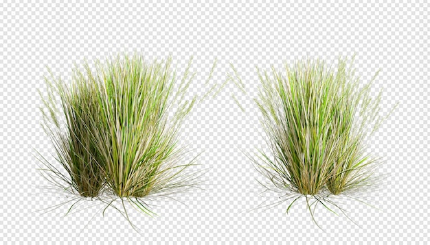 3d rendering of grass and shrub arrangements