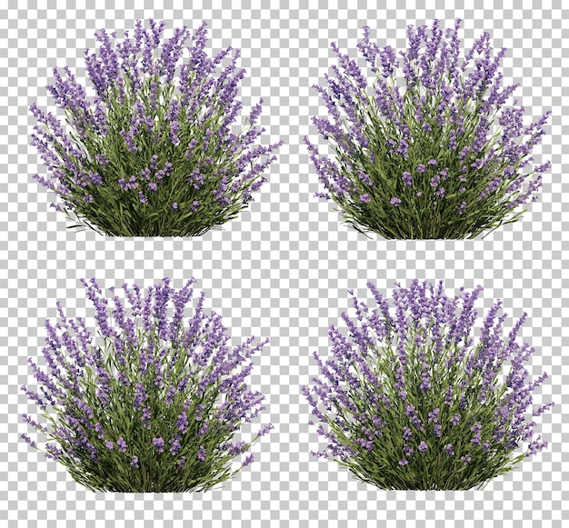3d rendering of lavender tree collection