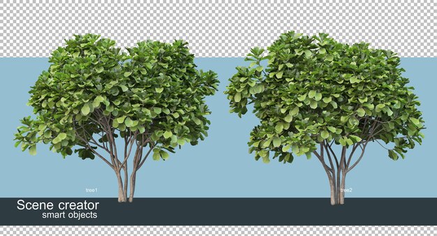 3D rendering of various tree shapes and types