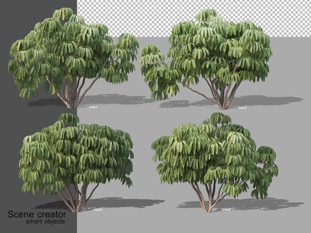 3D rendering of various tree types isolated