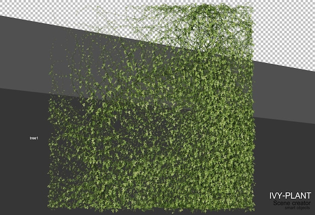 3d rendering of various types of ivy design