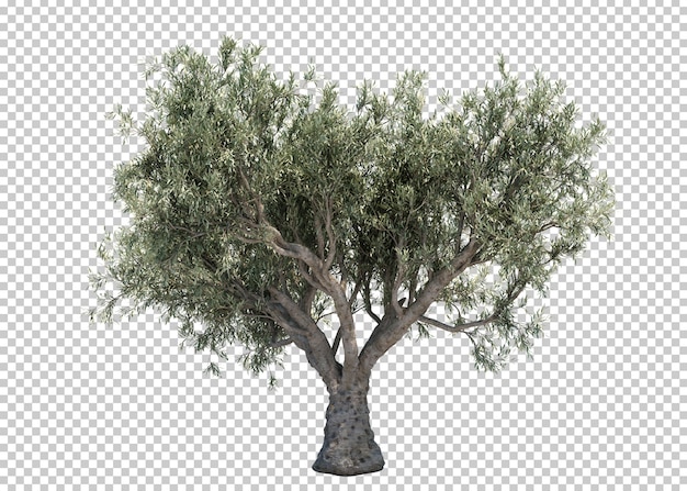 3d rendering of olive tree