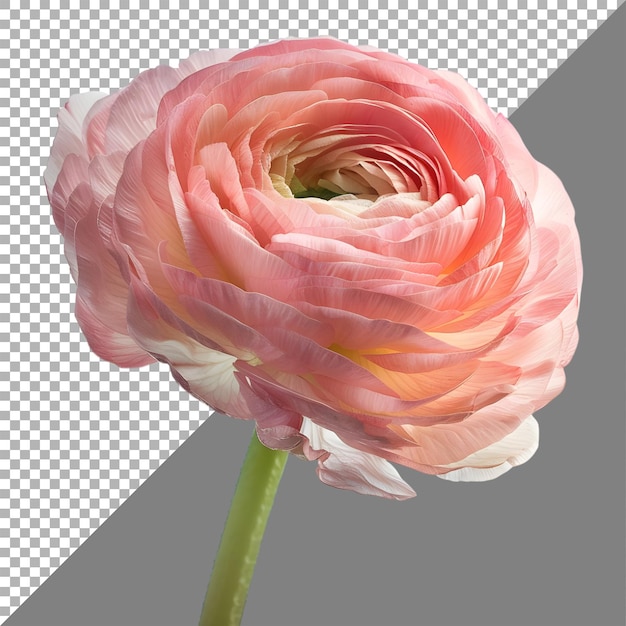 PSD 3d rendering of a persian buttercup transparent background ai generated