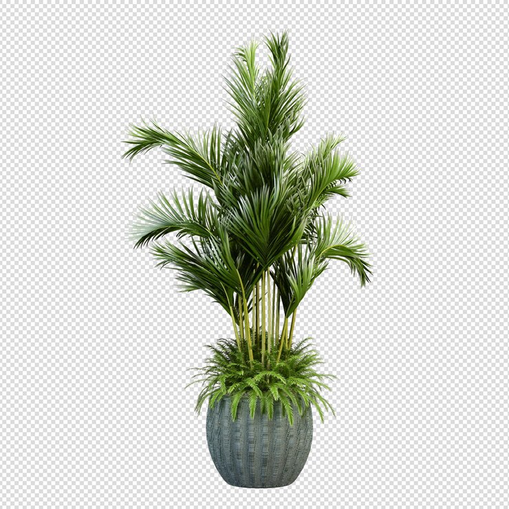3d rendering Pinus canariensis