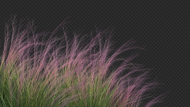 PSD 3d rendering of purple three awn grass foreground