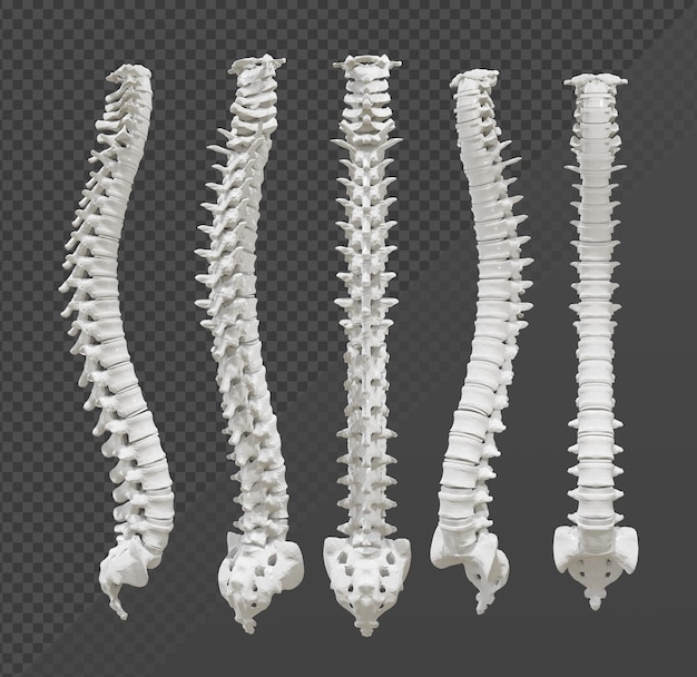 PSD rendering 3d della vista prospettica della spina dorsale degli organi umani della colonna vertebrale
