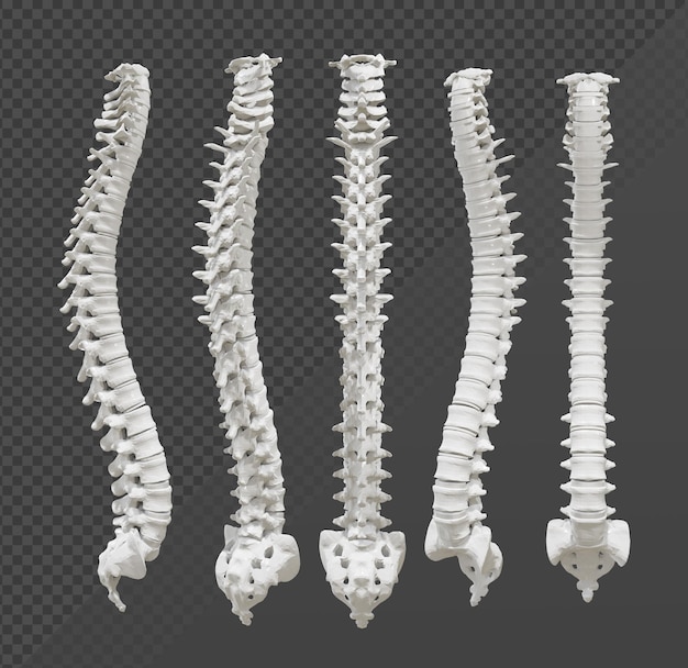 3d rendering of spine human organs backbone perspective view