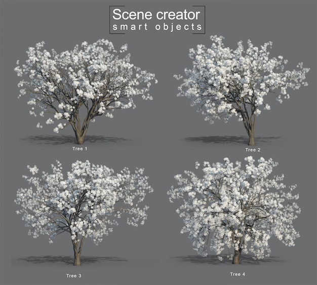 PSD 3d rendering of star magnolia