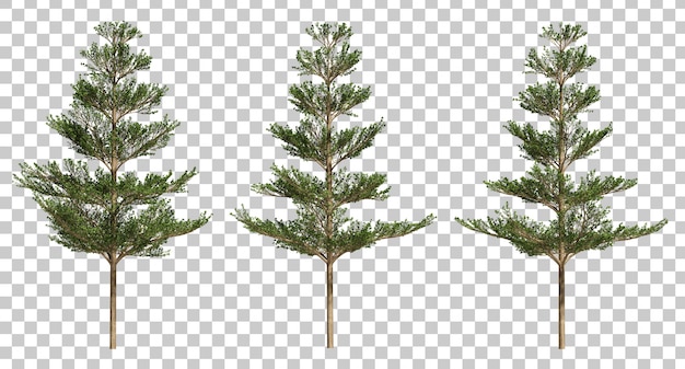 3d rendering of Terminalia ivorensis trees
