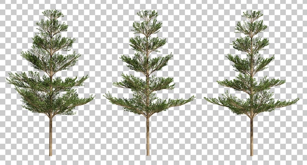 PSD 3d rendering of terminalia ivorensis trees