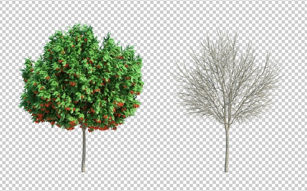 PSD 3d rendering tree isolated cut background