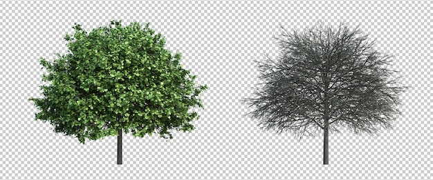 PSD lo sfondo del taglio isolato dell'albero di rendering 3d