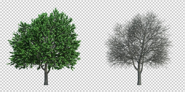 3d rendering tree isolated cut background