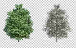 PSD lo sfondo del taglio isolato dell'albero di rendering 3d