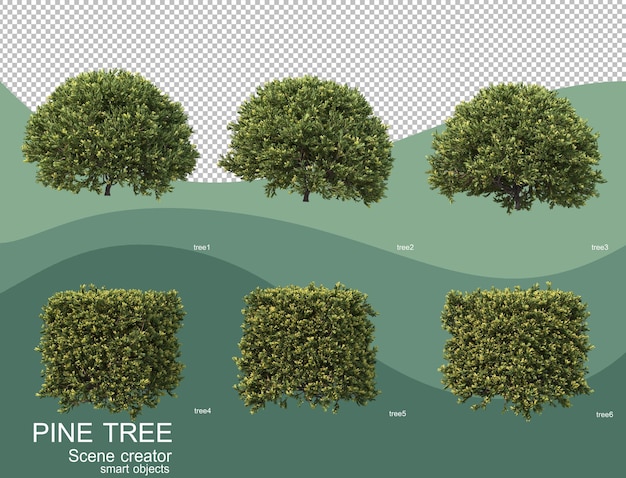 PSD 3d rendering of various pine arrangements