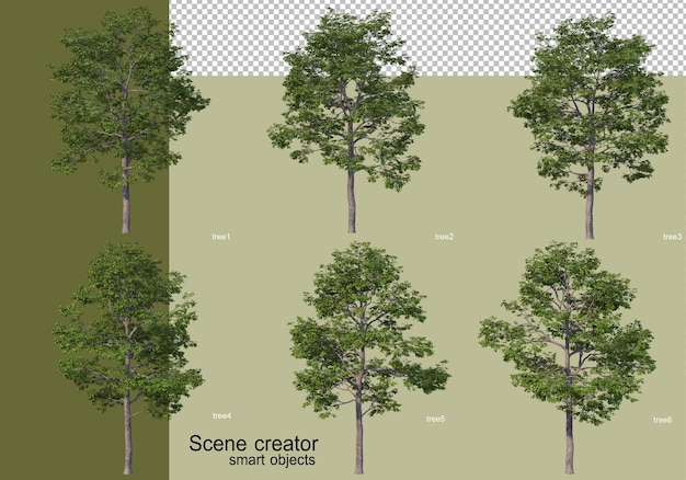 3D rendering of various tree design isolated