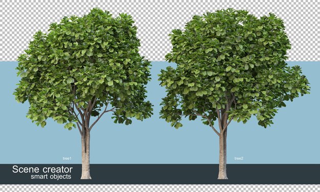 3d rendering of various tree shapes and types