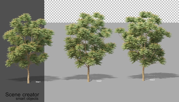 PSD rendering 3d di vari tipi di alberi isolati