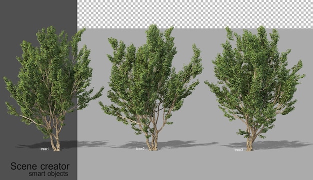 고립 된 다양한 트리 유형의 3D 렌더링