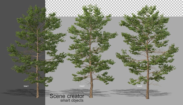 PSD rendering 3d di vari tipi di alberi isolati