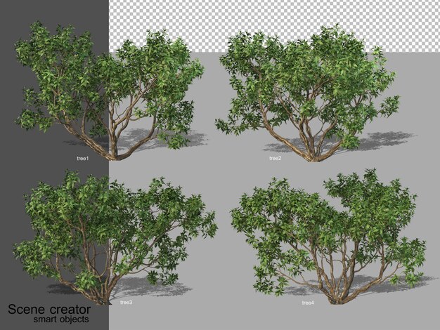 3D rendering of various tree types isolated