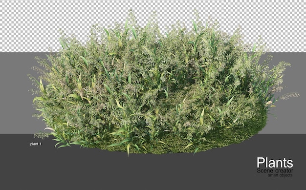 3D rendering of various types of agronomy