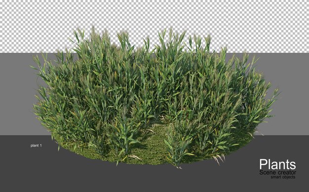3D rendering of various types of agronomy