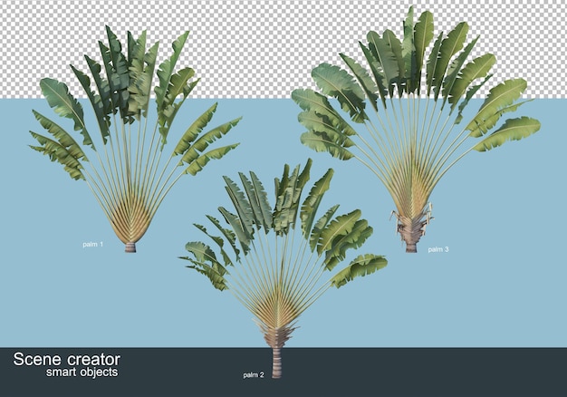 3d rendering of various types of palm trees